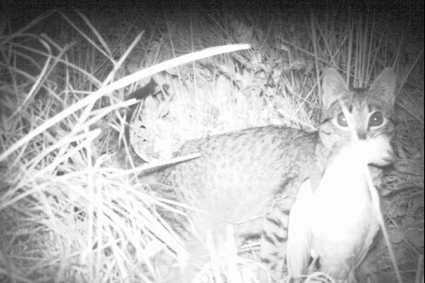 A. night photo of a feral cat with a fairy prion in its mouth