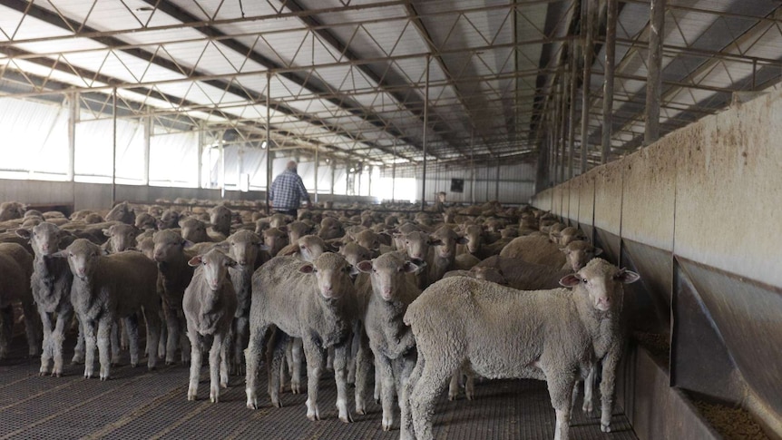 Sheep stand in a feedlot looking at the camera.
