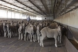 Sheep stand in a feedlot looking at the camera.