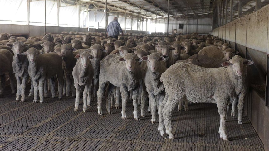 Sheep stand in a feedlot looking at the camera.