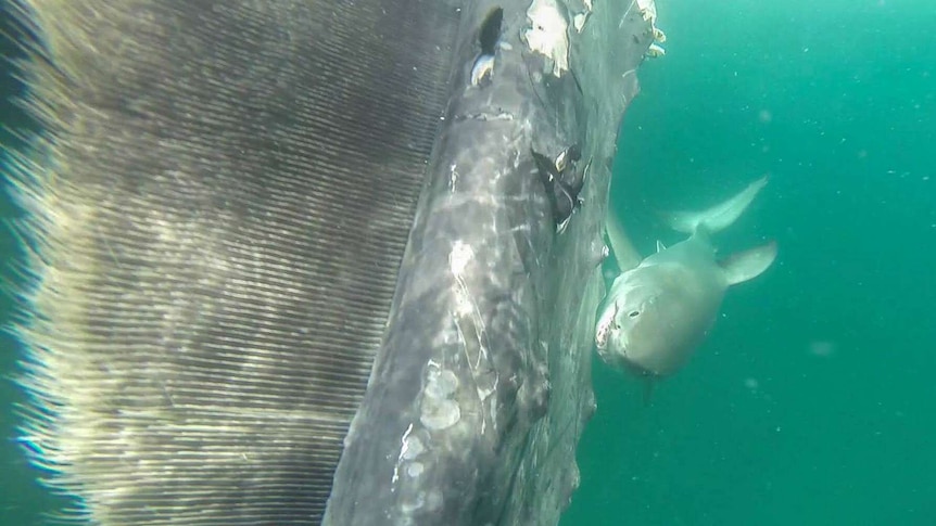 A swimmer used a Go-Pro to take this image of a shark attacking a whale carcass off a Perth beach.