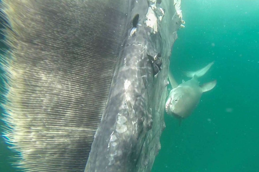 A swimmer used a Go-Pro to take this image of a shark attacking a whale carcass off a Perth beach.