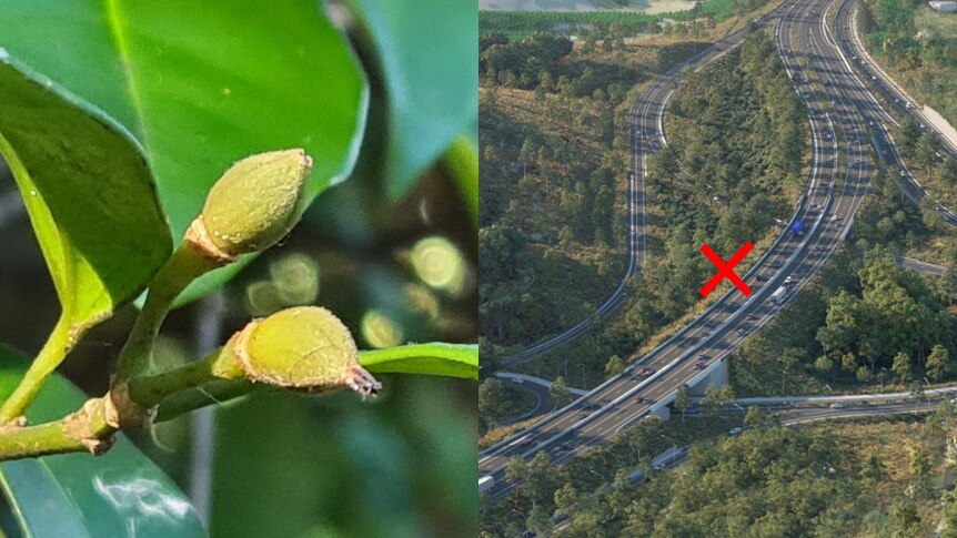 'Remnants of ancient rainforests': Two rare plant species discovered in tiny patch of land next to a highway