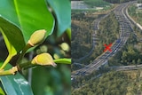 A close up of some buds on a plant with smooth green leaves, and a picture of a highway interchange.