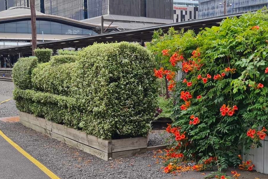 A hedge shaped into a train alongside a train station.