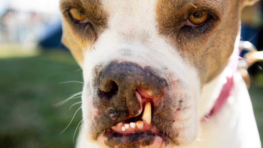 A dog with protruding front teeth prepares to complete in the World's Ugliest Dog Contest.