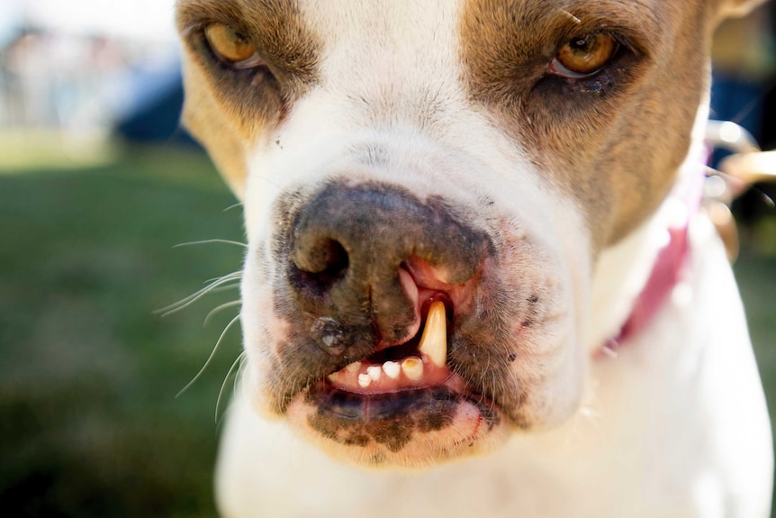 A dog with protruding front teeth prepares to complete in the World's Ugliest Dog Contest.