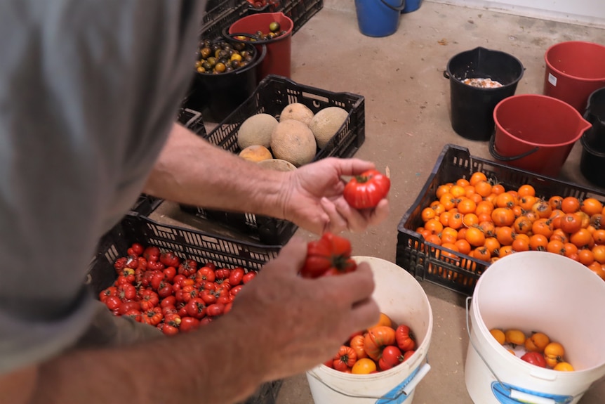 A man putting tomatoes in buckets.