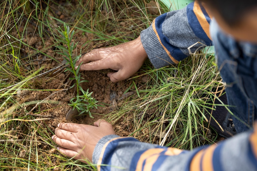 Person wearing a blue, orange and grey striped long-sleeve top, hands holding a green cutting in the soil.