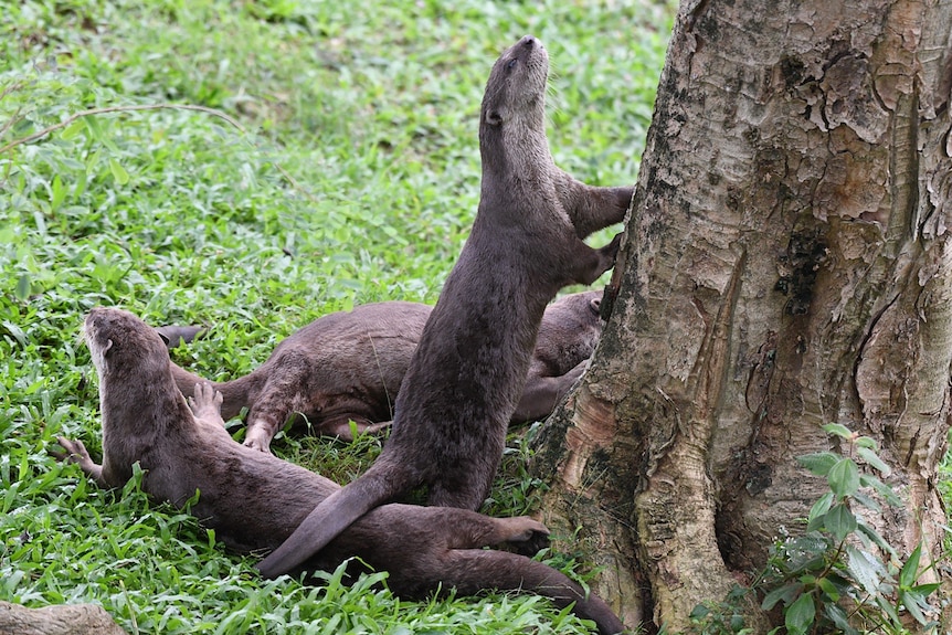 Le lontre selvatiche sono un luogo raro a Singapore.