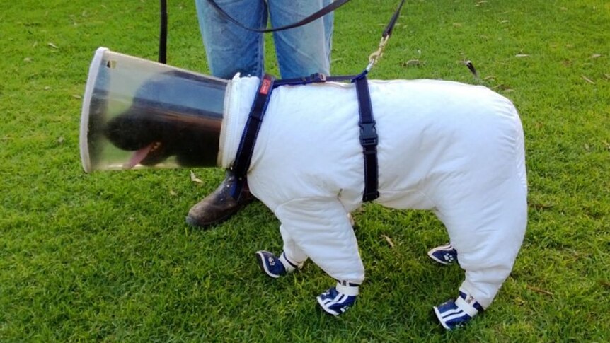 Labrador wears specially designed suit to protect it from bee stings.