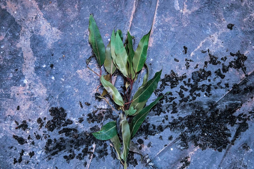 Colour photo of Eucalyptus leaves on dressing room floor