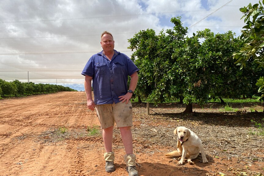 Ryan Arnold, a white man, dressed in a blue shirt and shorts stands in a citrus orchard with a yellow labrador.