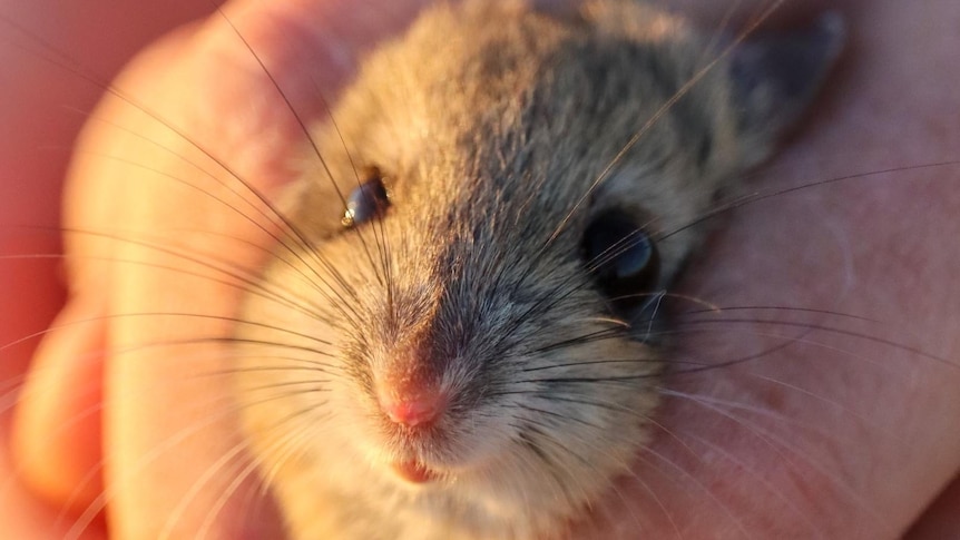 A mouse being held.