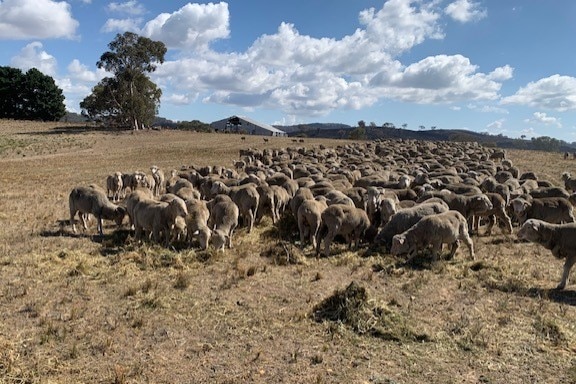A herd of sheep eating feed 