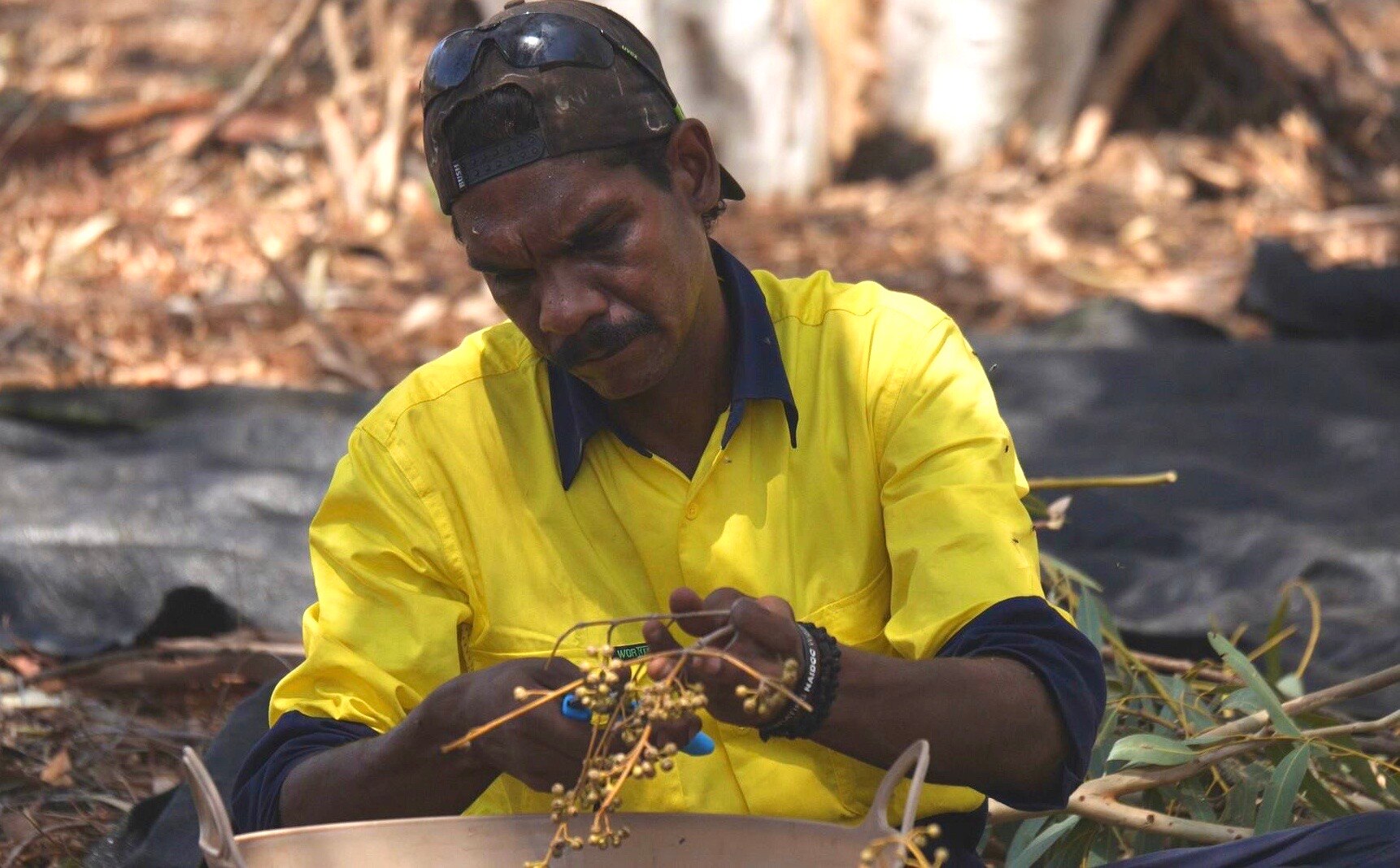Argyle diamond mine's traditional owners turn to native seeds in bid to