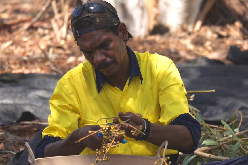 An indigenous man sitting picking native seed off branch over bucket