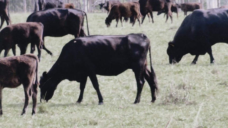 Black Angus cattle on Les Murray's property