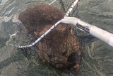 Wombat rescued by fishermen