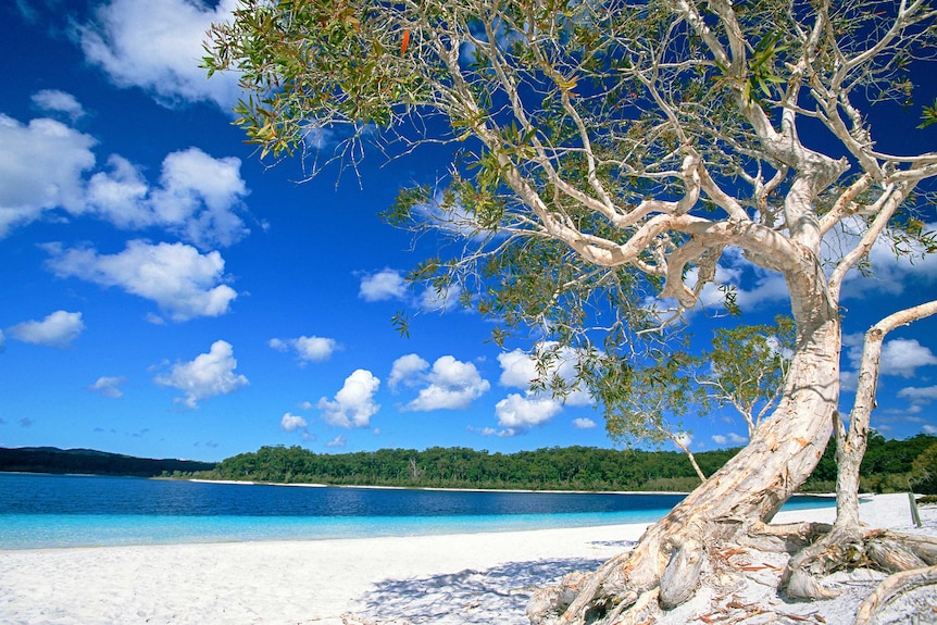 A clear blue lake surrounded by white sand and forest.