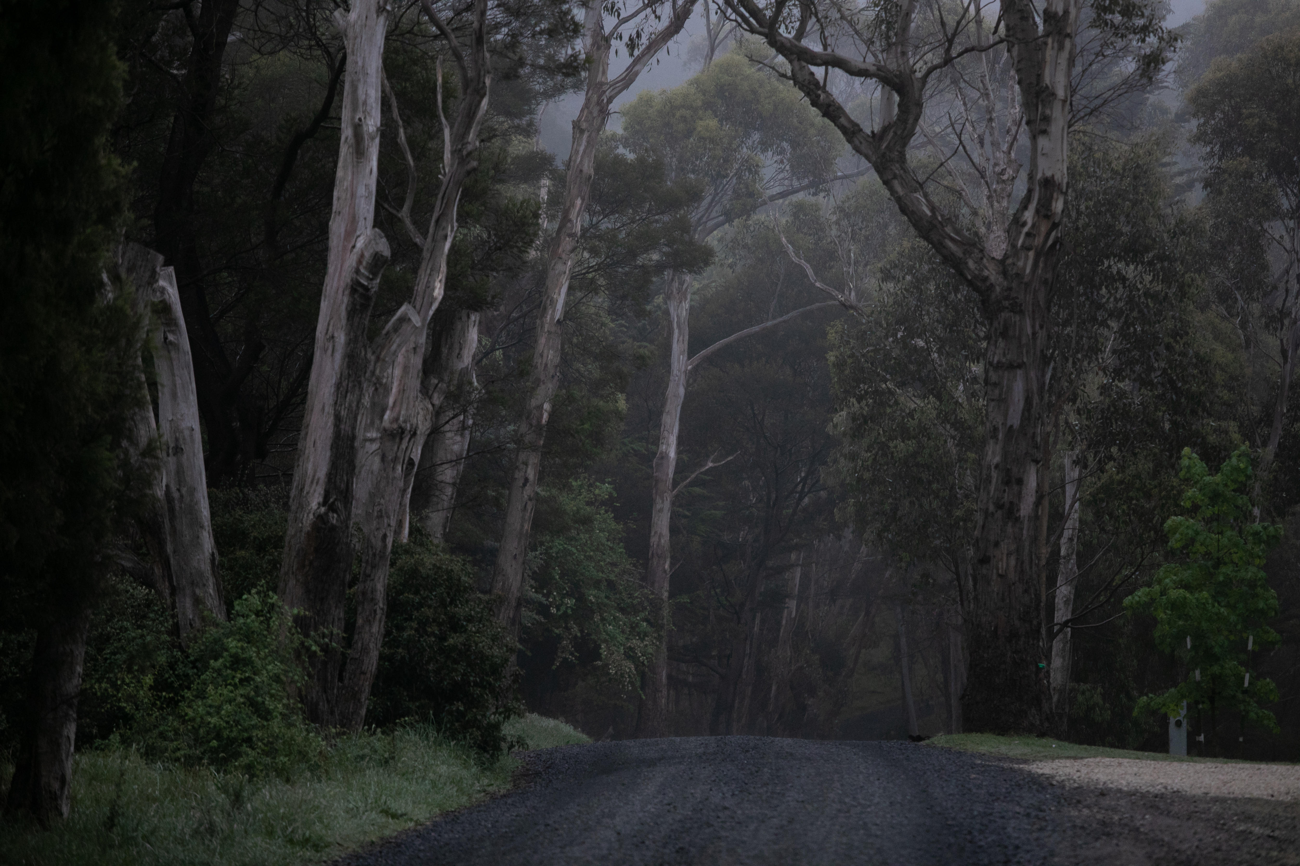Tall Eucalyptus trees stand either side of a bitumen road, a slight fog in the air