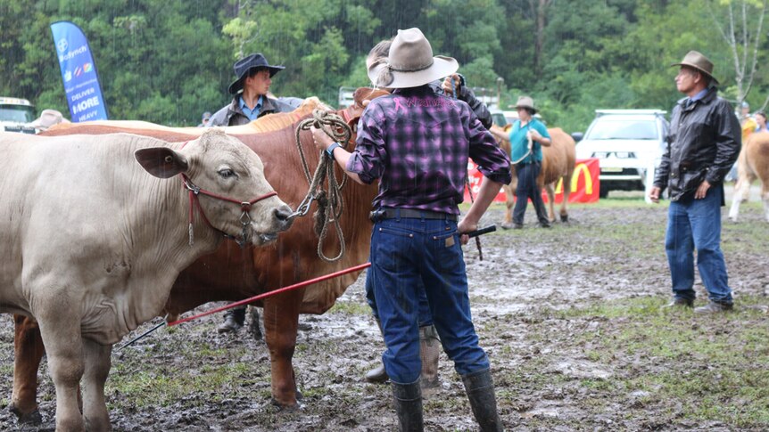 Judged inspects a line up of cattle in the rain at the Camden Haven Show.