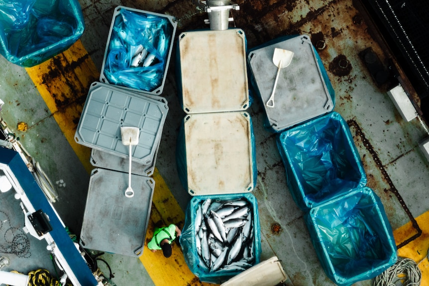 An aerial view of crates of dead fish on a boat.