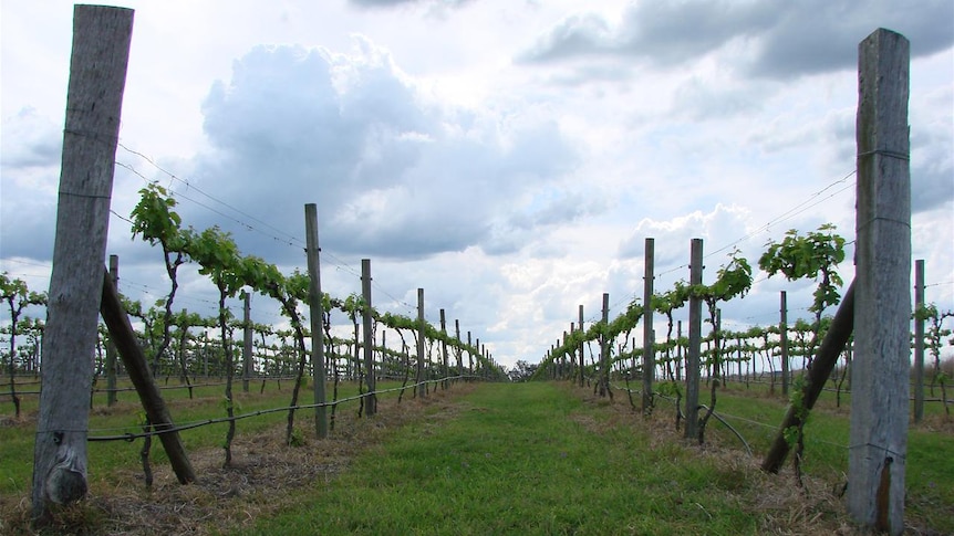 Grape vines