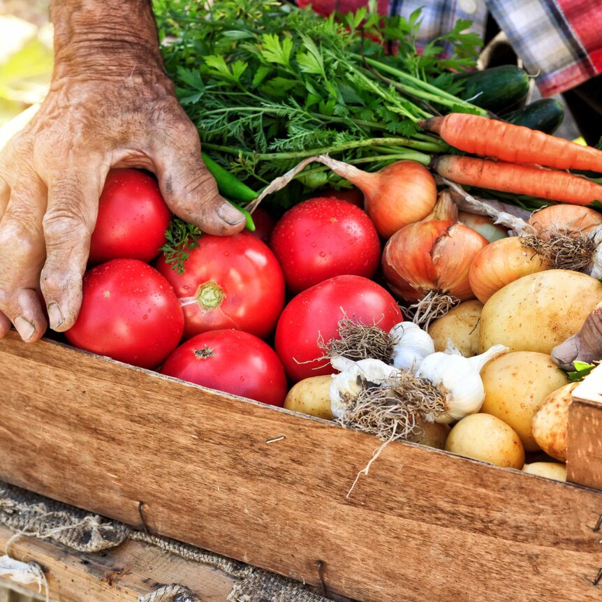 Hands on wooden crate with fresh vegetables - tomatoes, carrots, garlic and potatoes
