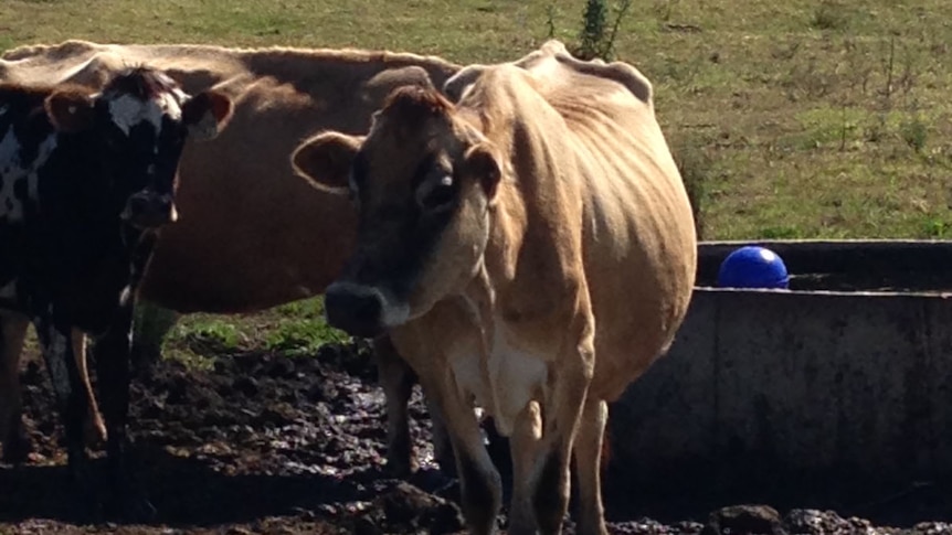 Wayne Dodge's Kyogle dairy farm is in drought.