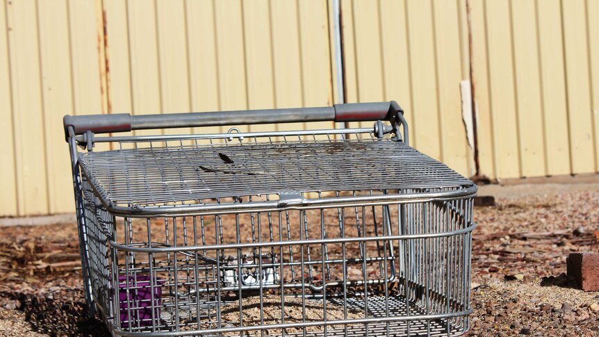 A close shot of a modified shopping trolley that is a bird trap.
