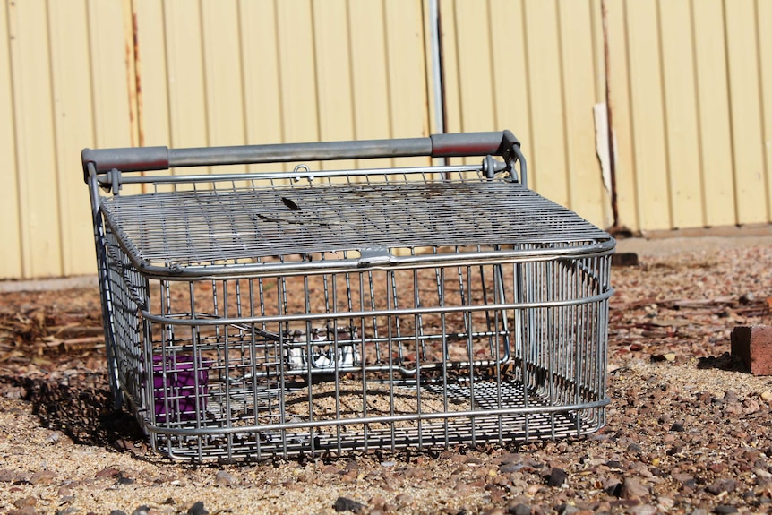A close shot of a modified shopping trolley that is a bird trap.