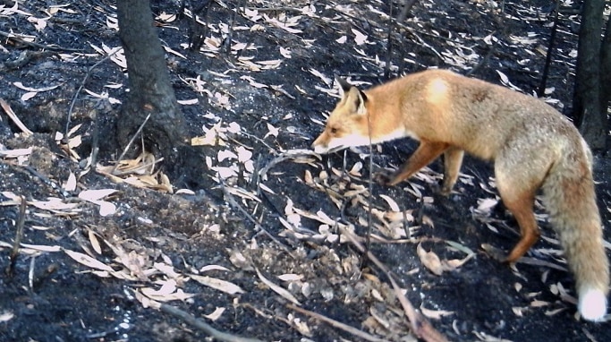 A fox is pictured in an burnt out area.