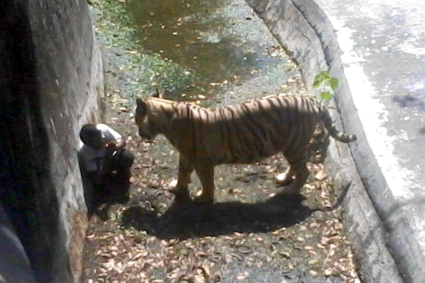 Tiger attack at Delhi Zoo