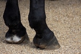Horse's hooves, generic image.