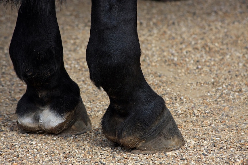 Horse's hooves, generic image.