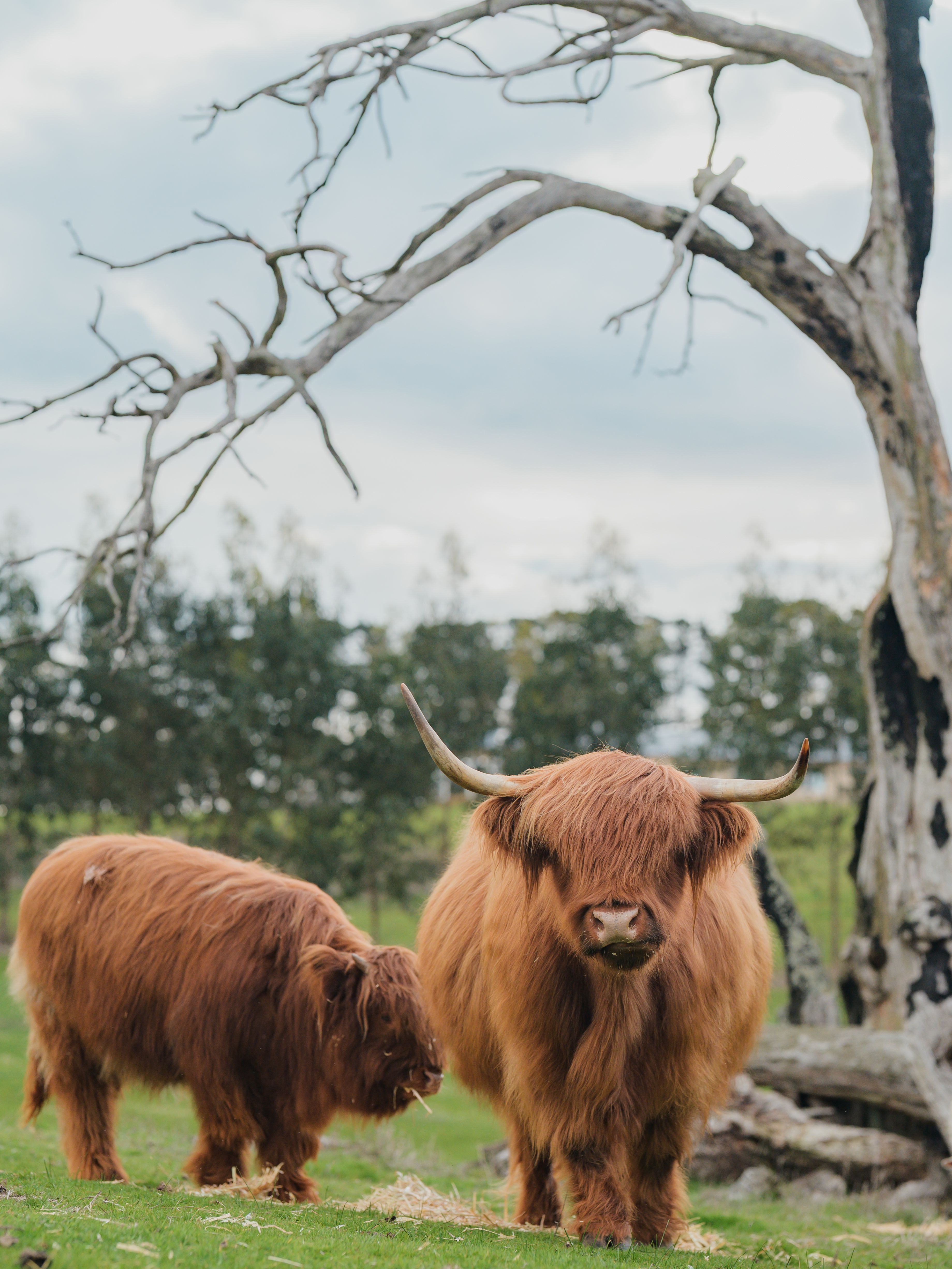 Highland cows encounters bring 'positive impact', agritourism operators say