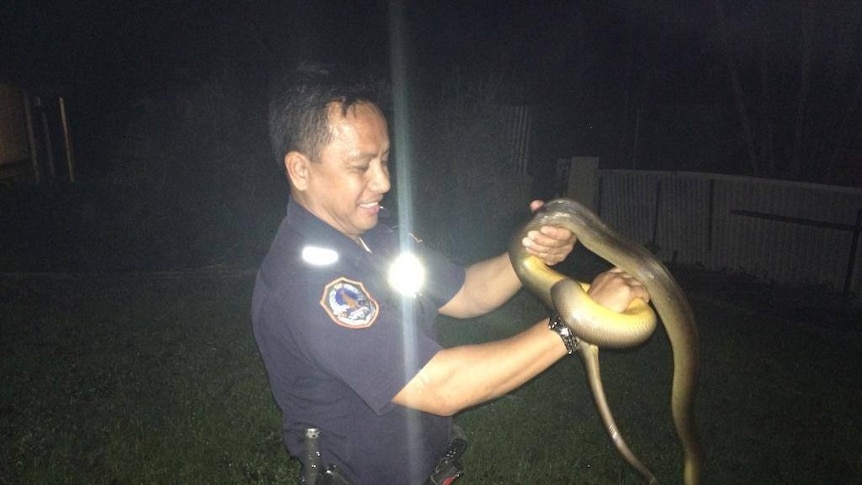 A police officer secures an olive python that crawled into a home in Rapid Creek