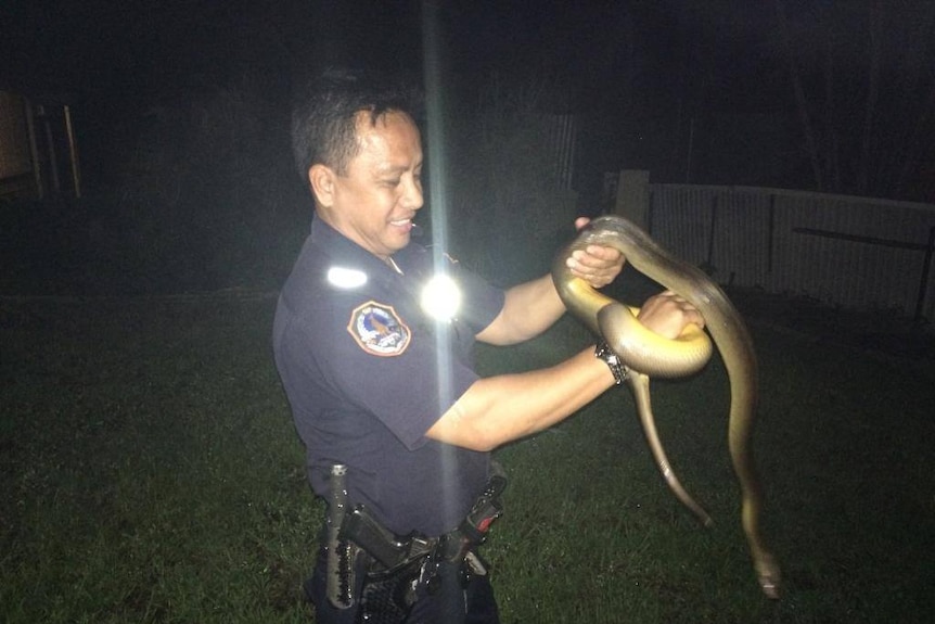 A police officer secures an olive python that crawled into a home in Rapid Creek
