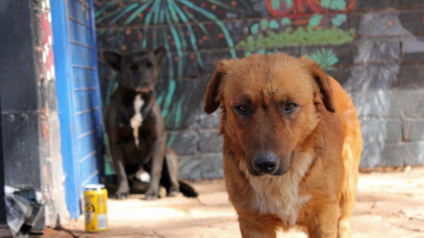 One brown dog and one black dog waiting outside the arts centre in Ernabella in the APY Lands.