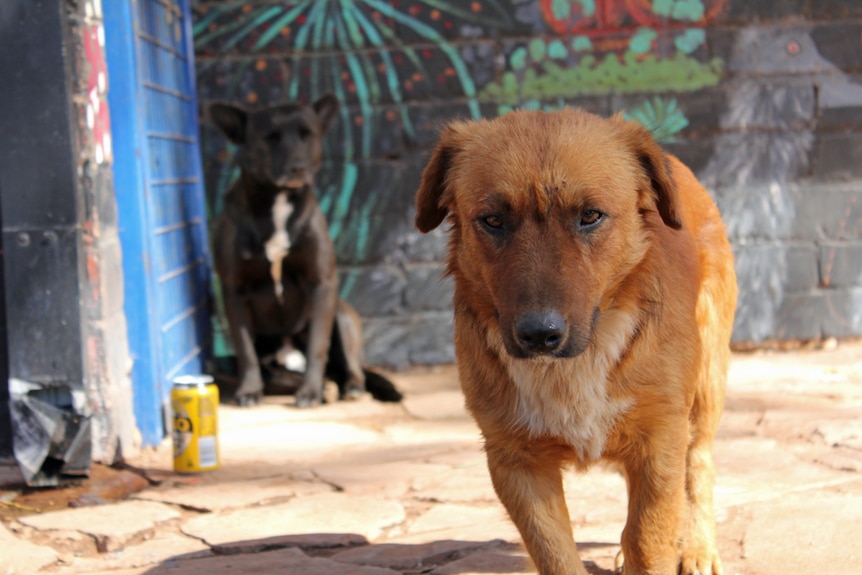 One brown dog and one black dog waiting outside the arts centre in Ernabella in the APY Lands.