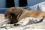 A large walrus on a boat.