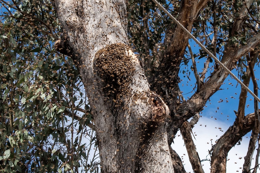 A feral bee swarm in a tree.