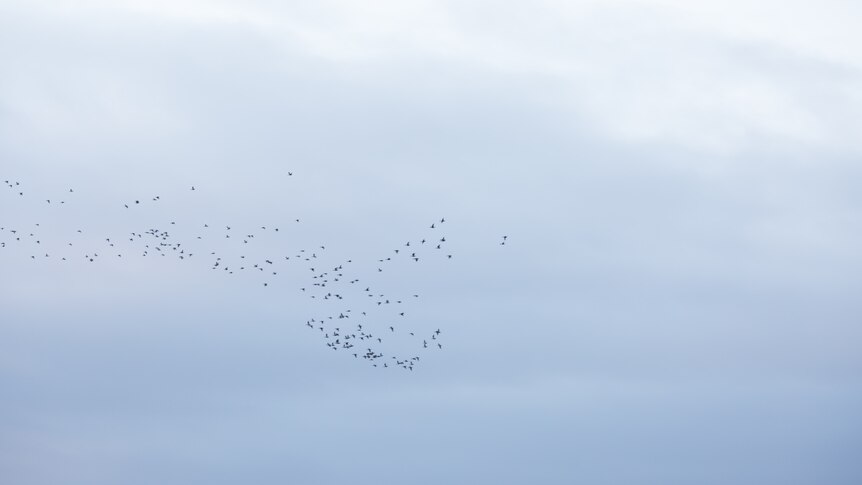 A mob of birds is seen against an expanse of sky.