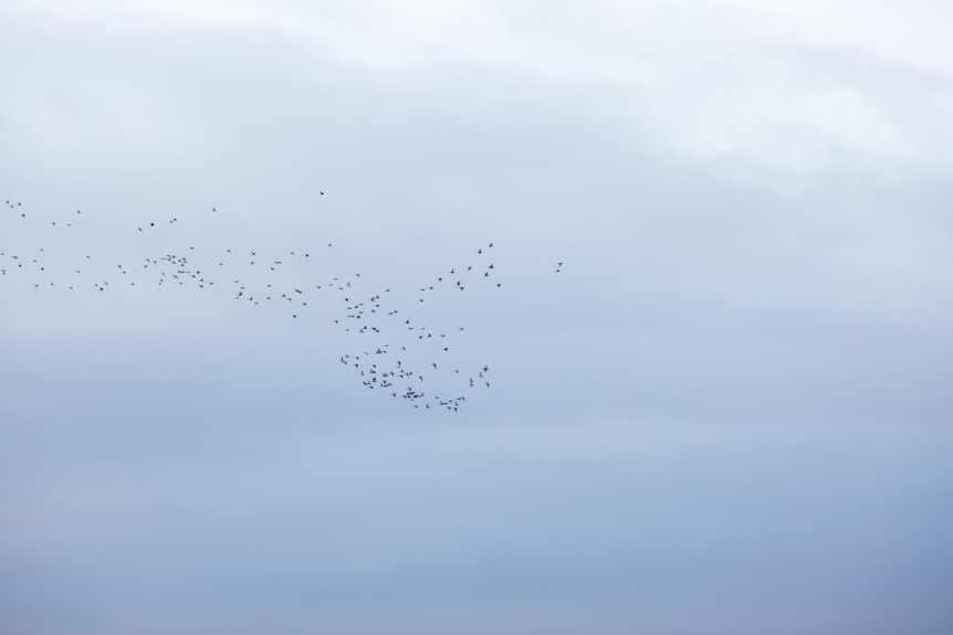 A mob of birds is seen against an expanse of sky.