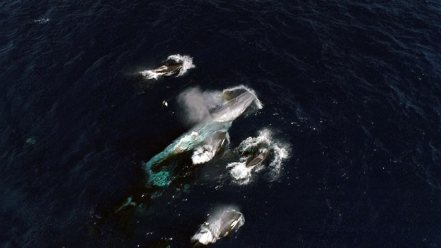 An aerial shot of the large blue whale surrounded by smaller orcas