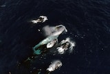 An aerial shot of the large blue whale surrounded by smaller orcas