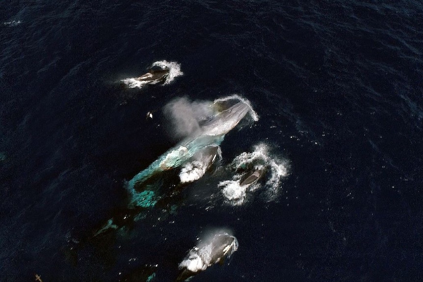 Didelio mėlynojo banginio, apsupto mažesnių orkų, kadras iš oro