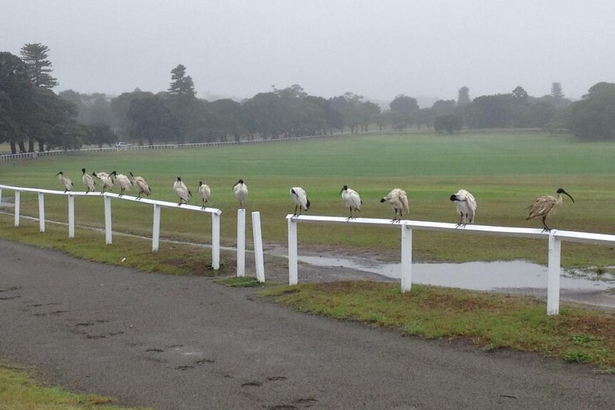 Ibises keep their feet dry at Centennial Park in Sydney