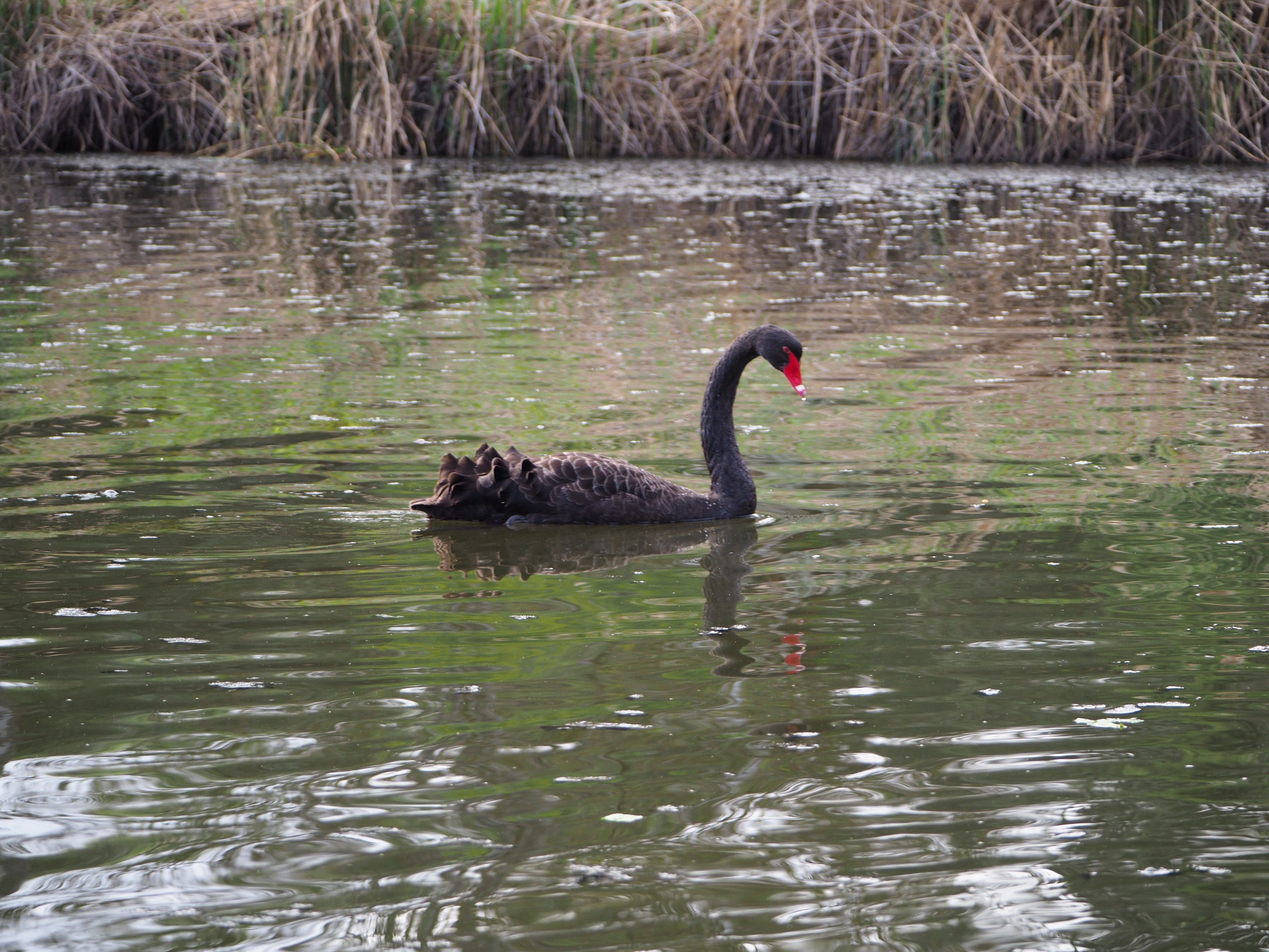 A photo of a black swan on a lake